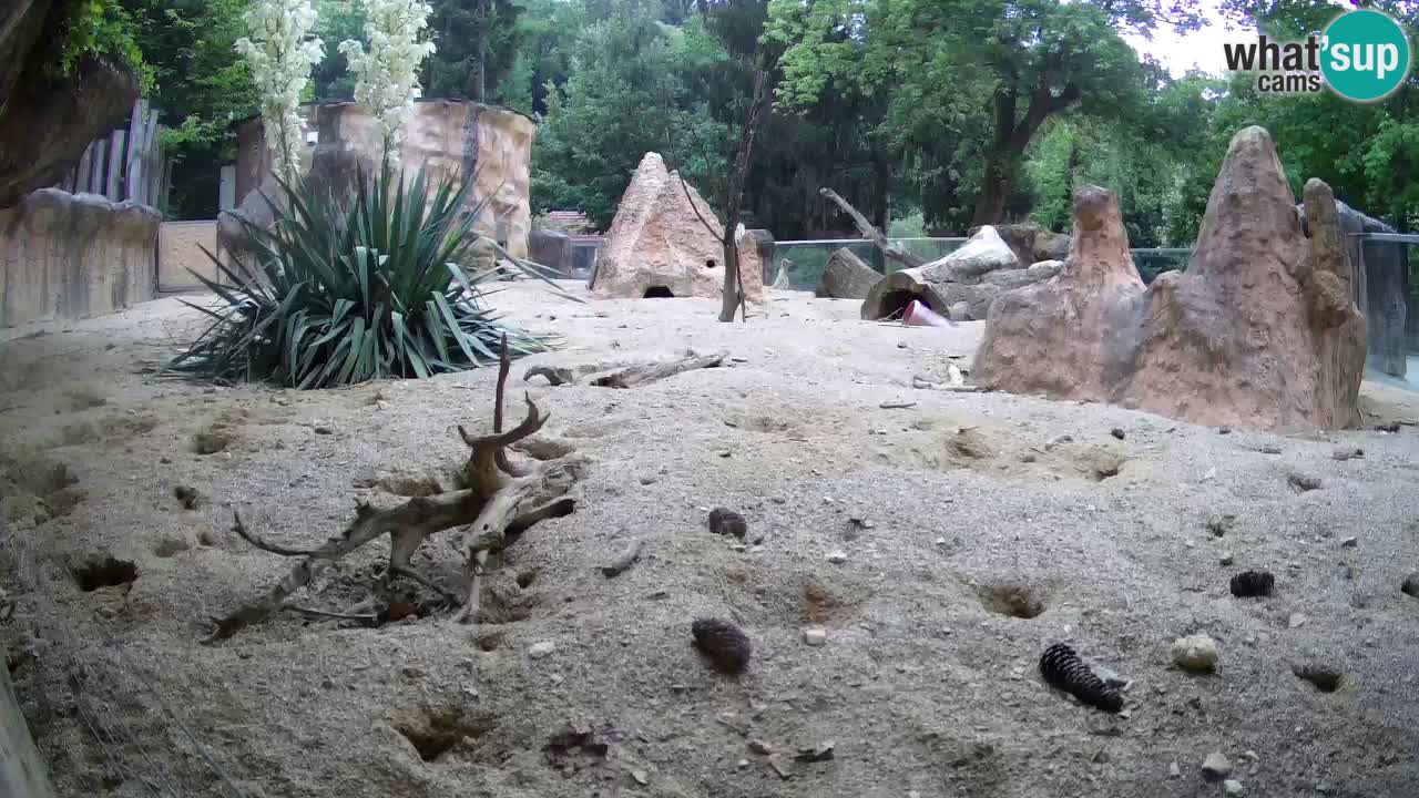 Live cam Zoo Ljubljana – Erdmännchen