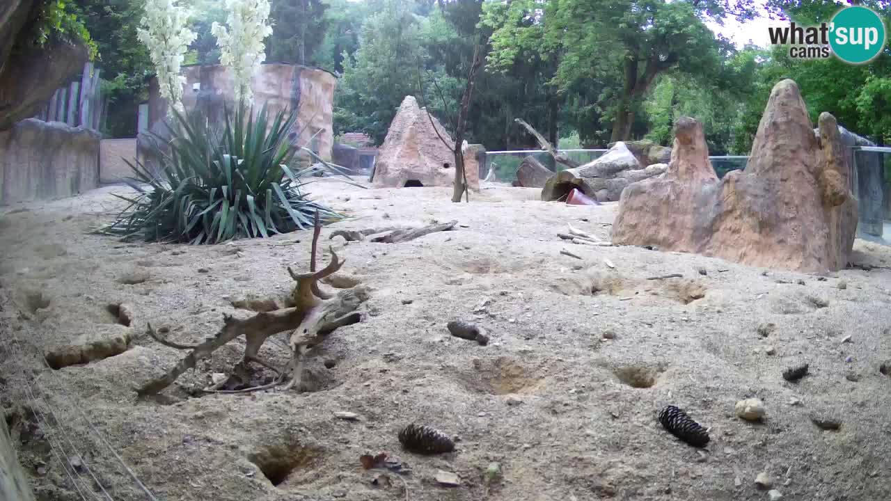 Zoo Ljubljana – Live webcam Meerkat (Suricata)