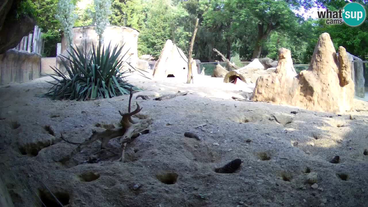 Web kamera Zoo Ljubljana – Merkat