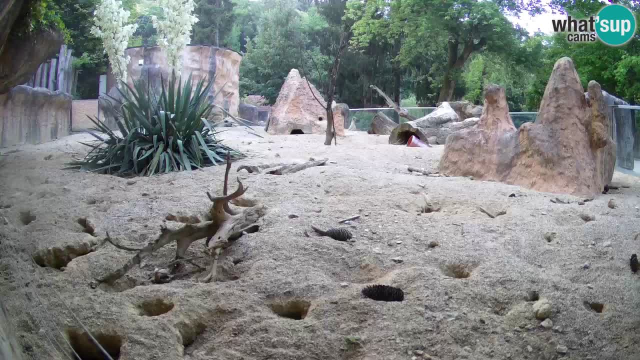 Zoo Ljubljana – Meerkat (Suricata)