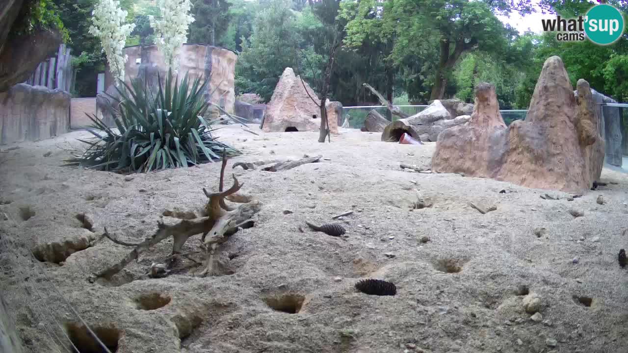 Webcam live Zoo Ljubljana – Suricata