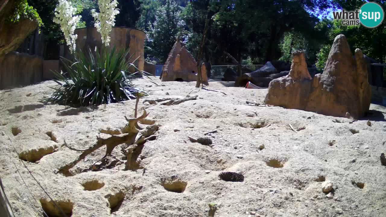 Webcam Zoo Ljubljana – Suricate
