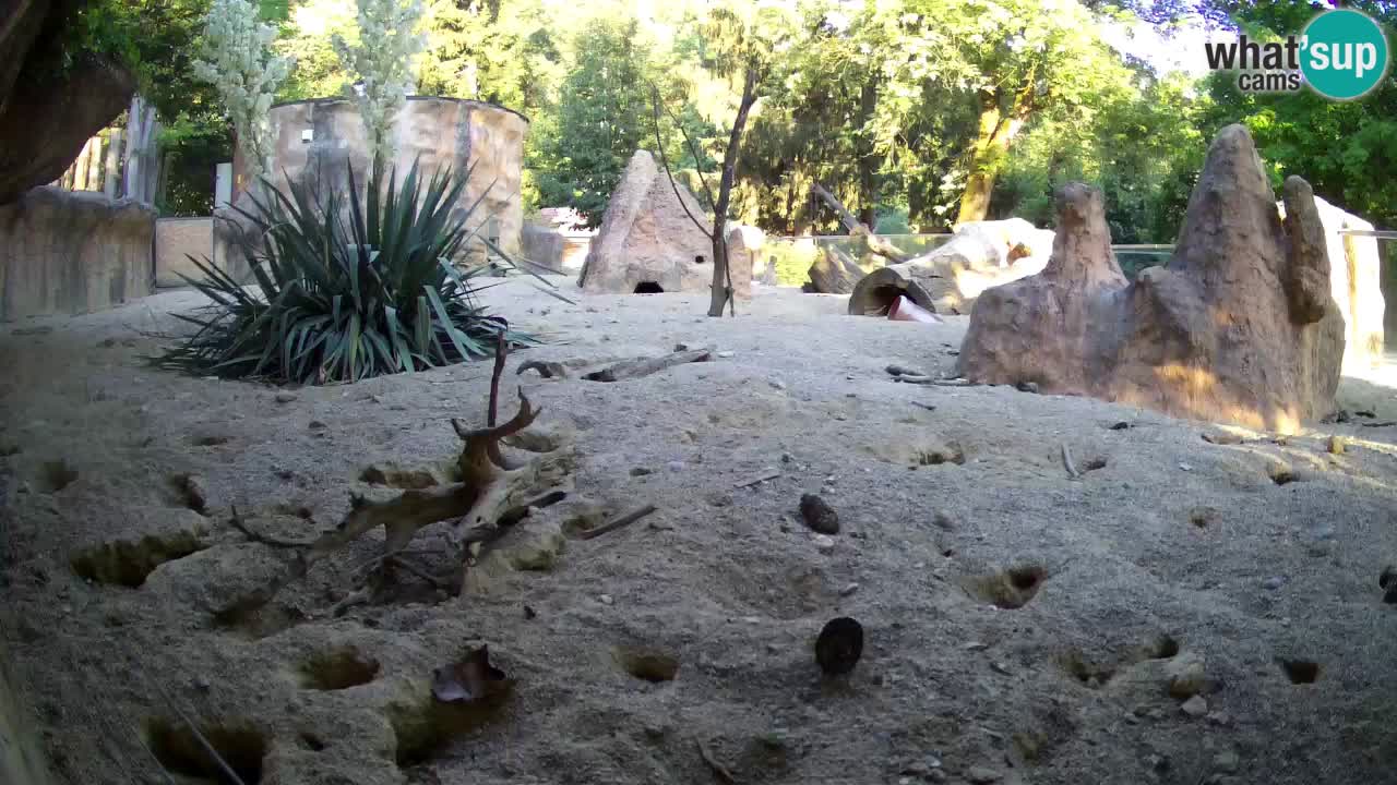 Live cam Zoo Ljubljana – Erdmännchen