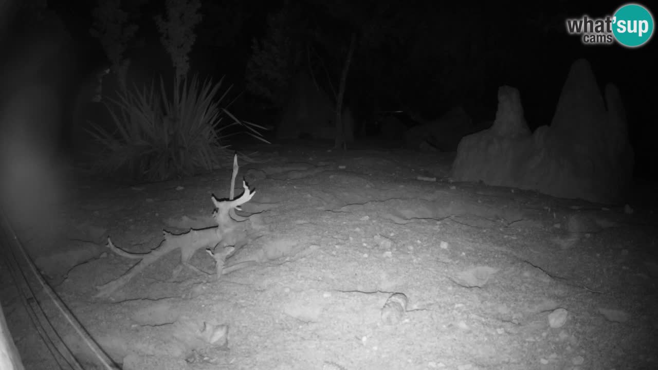 Zoo Ljubljana – Live webcam Meerkat (Suricata)