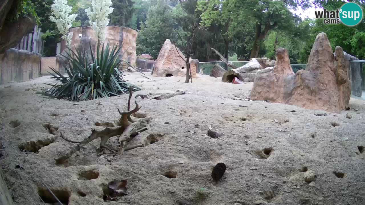 Zoo Ljubljana – Meerkat (Suricata)