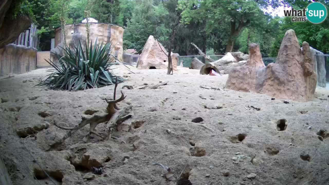 Webcam Zoo Ljubljana – Suricate