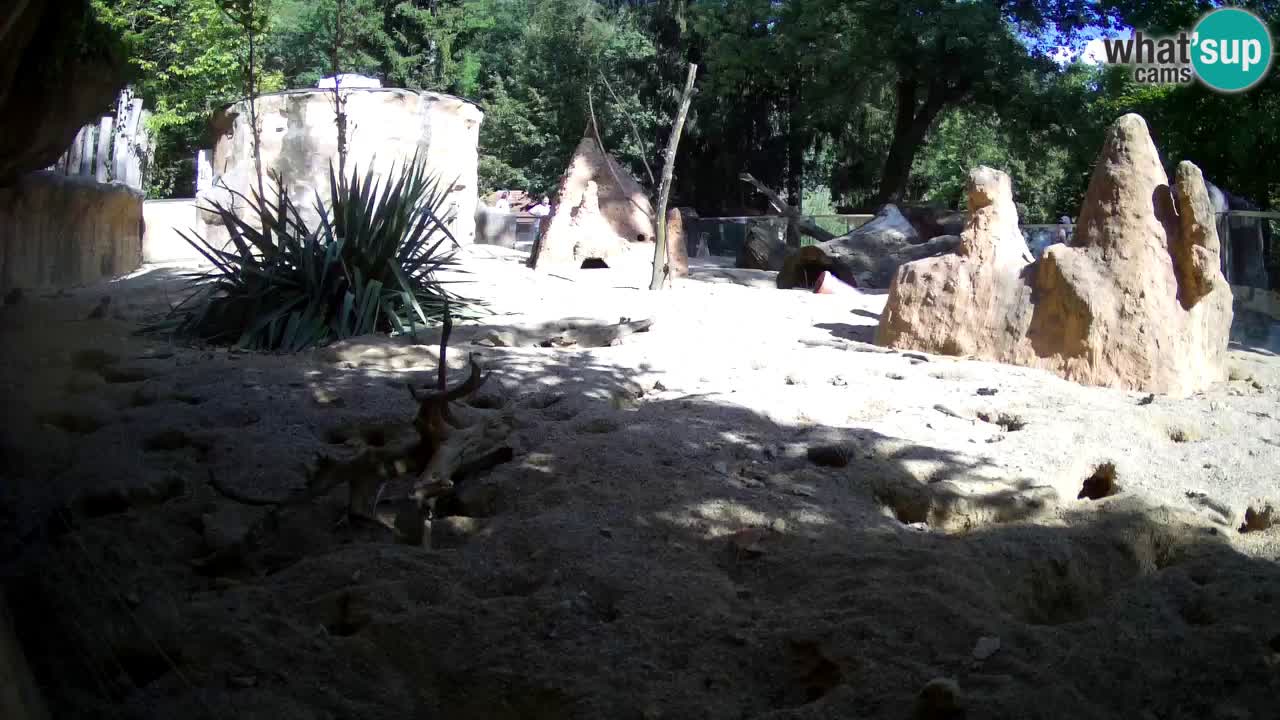 Zoo Ljubljana – Live webcam Meerkat (Suricata)