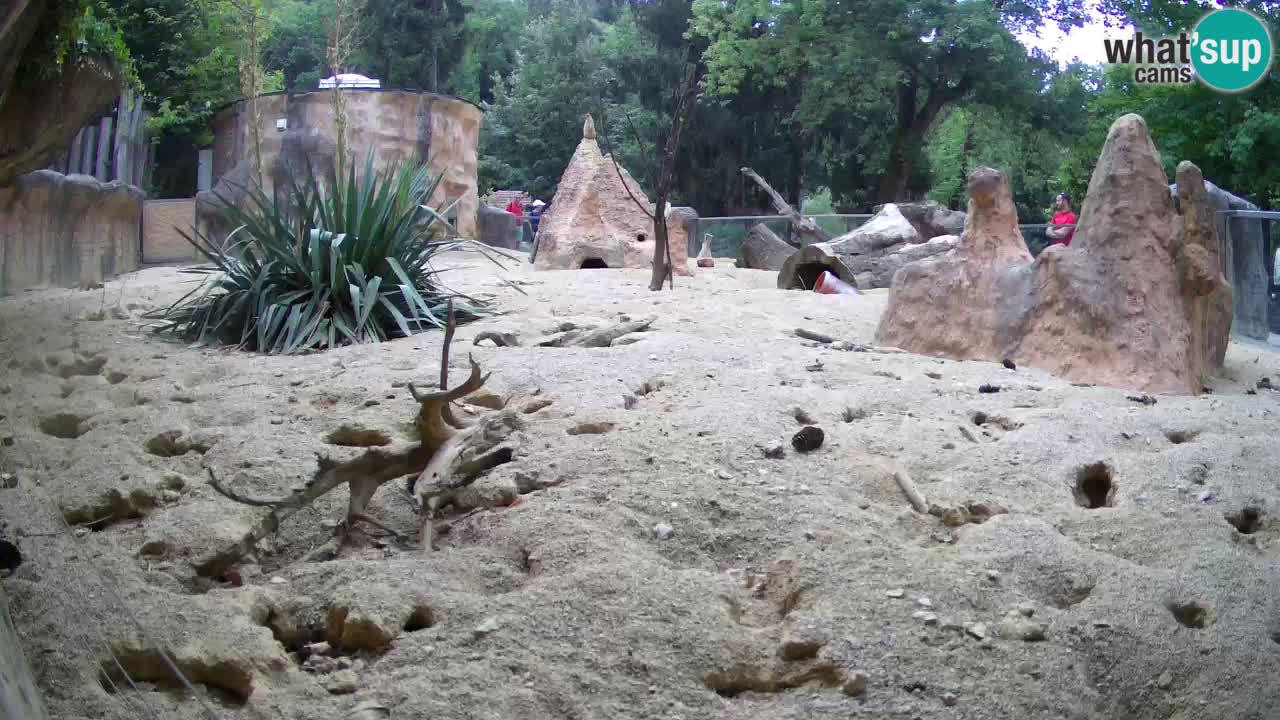 Webcam live Zoo Ljubljana – Suricata