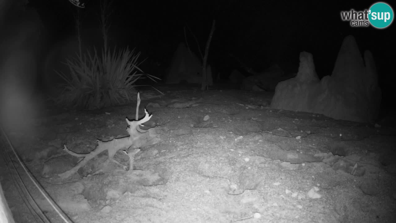 Zoo Ljubljana – Live webcam Meerkat (Suricata)