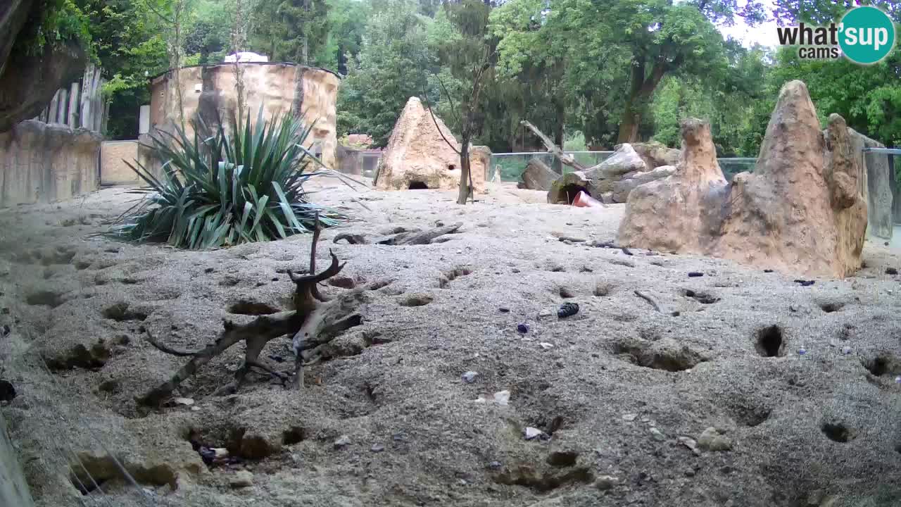 Zoo Ljubljana – Meerkat (Suricata)