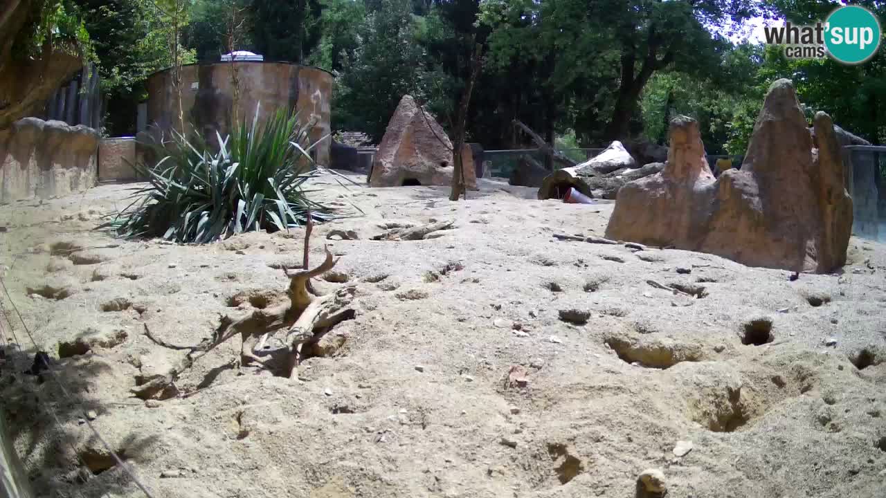 Zoo Ljubljana – Meerkat (Suricata)