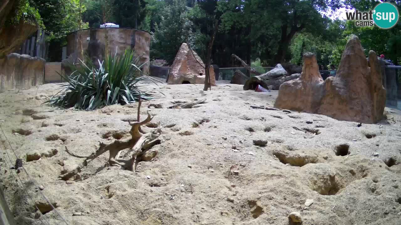 Zoo Ljubljana – Meerkat (Suricata)