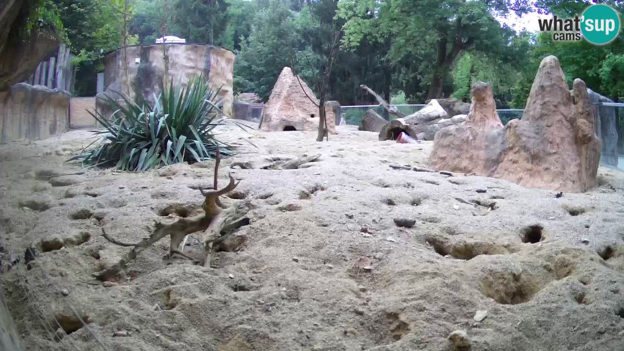 Zoo Ljubljana – Live webcam Meerkat (Suricata)