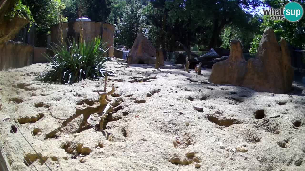 Webcam live Zoo Ljubljana – Suricata