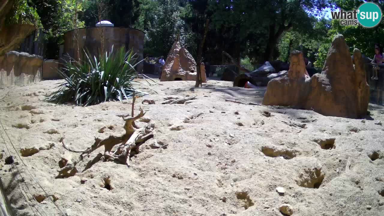 Live cam Zoo Ljubljana – Erdmännchen