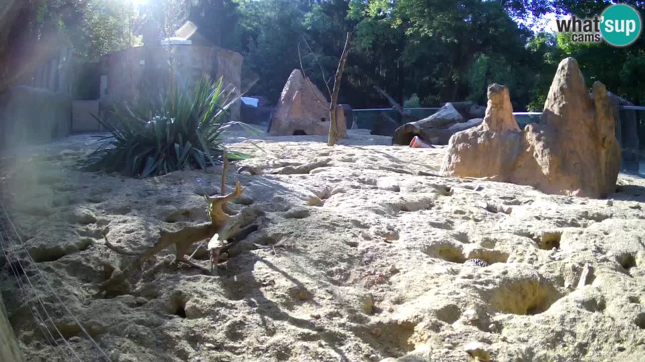 Webcam live Zoo Ljubljana – Suricata