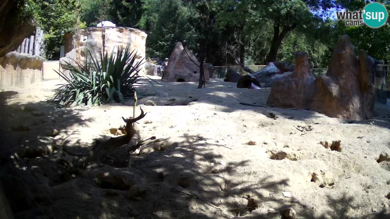 Zoo Ljubljana – Live webcam Meerkat (Suricata)