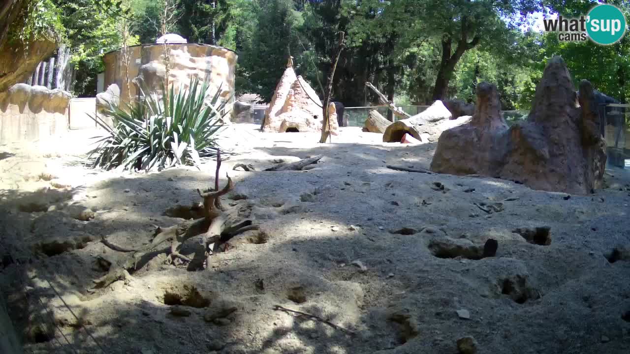 Webcam live Zoo Ljubljana – Suricata