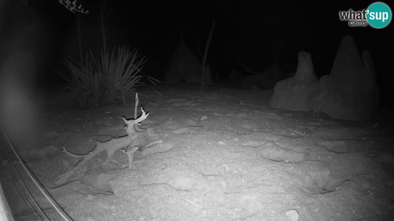 Webcam live Zoo Ljubljana – Suricata