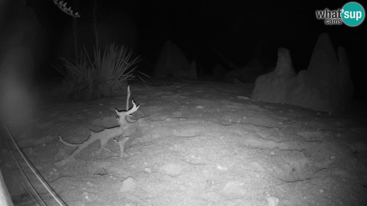 Zoo Ljubljana – Live webcam Meerkat (Suricata)