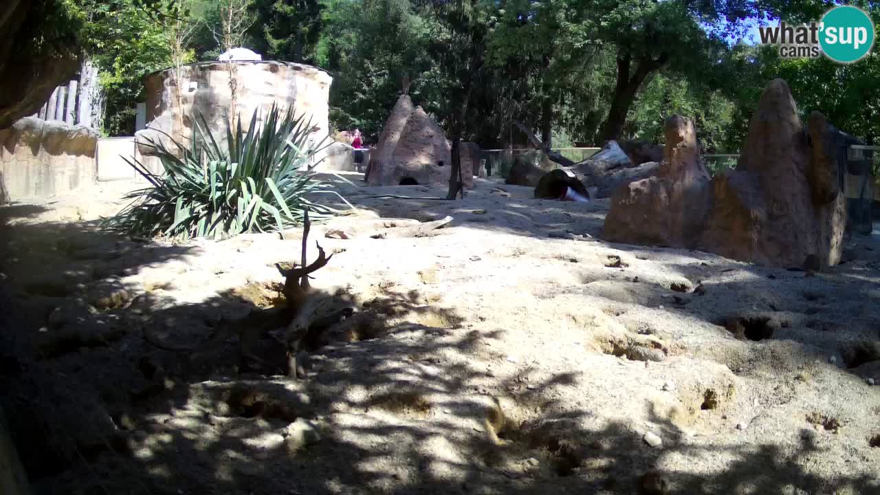 Live cam Zoo Ljubljana – Erdmännchen