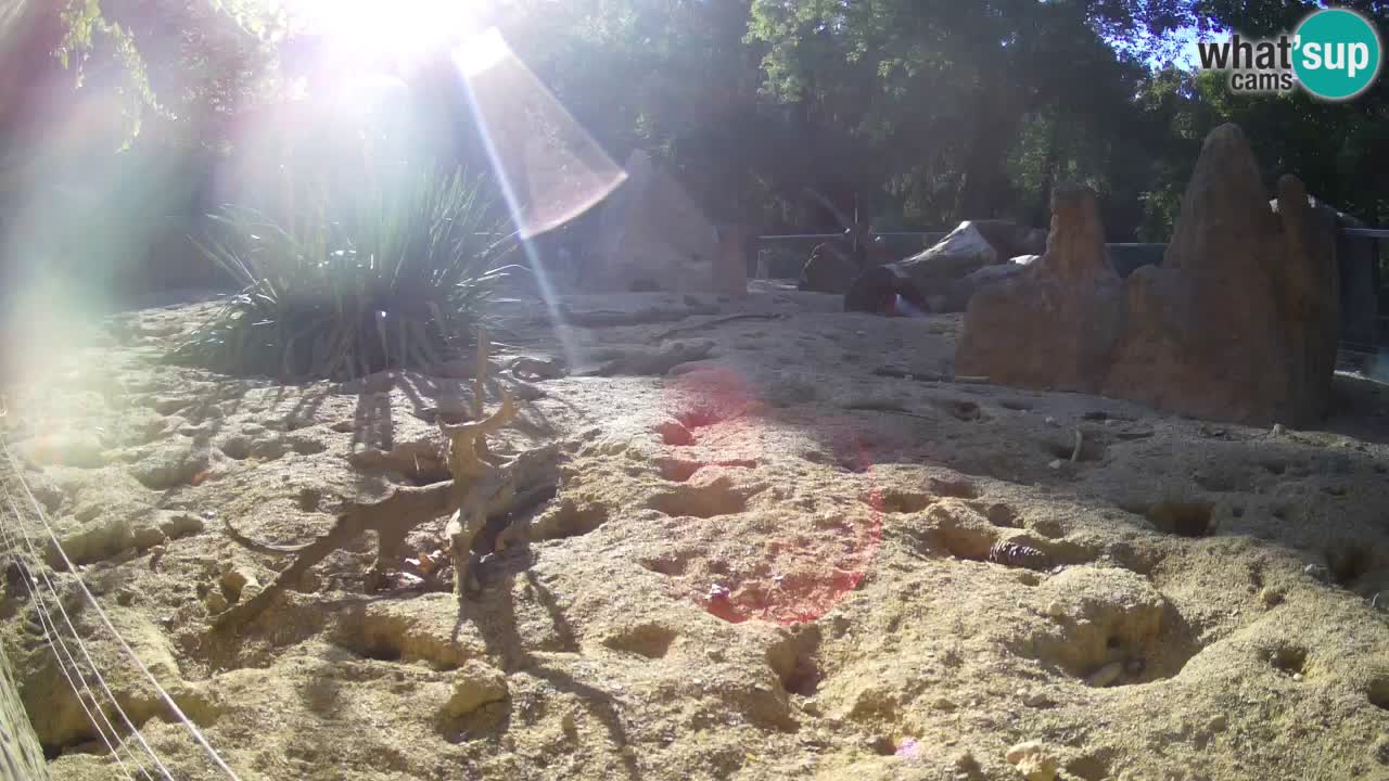 Webcam Zoo Ljubljana – Suricate