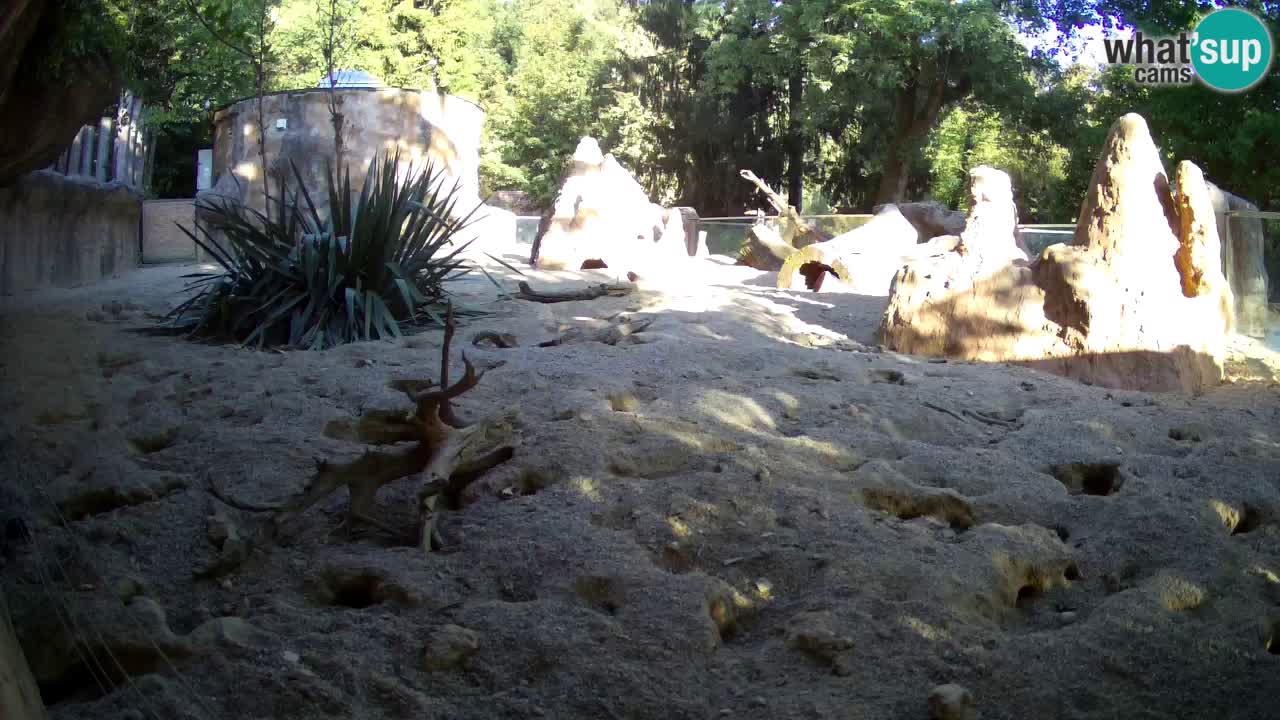 Webcam live Zoo Ljubljana – Suricata
