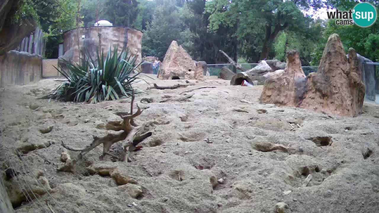 Live cam Zoo Ljubljana – Erdmännchen