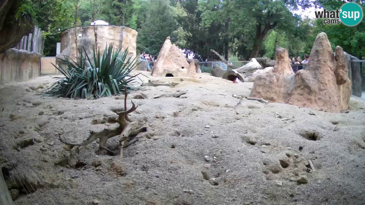 Webcam Zoo Ljubljana – Suricate