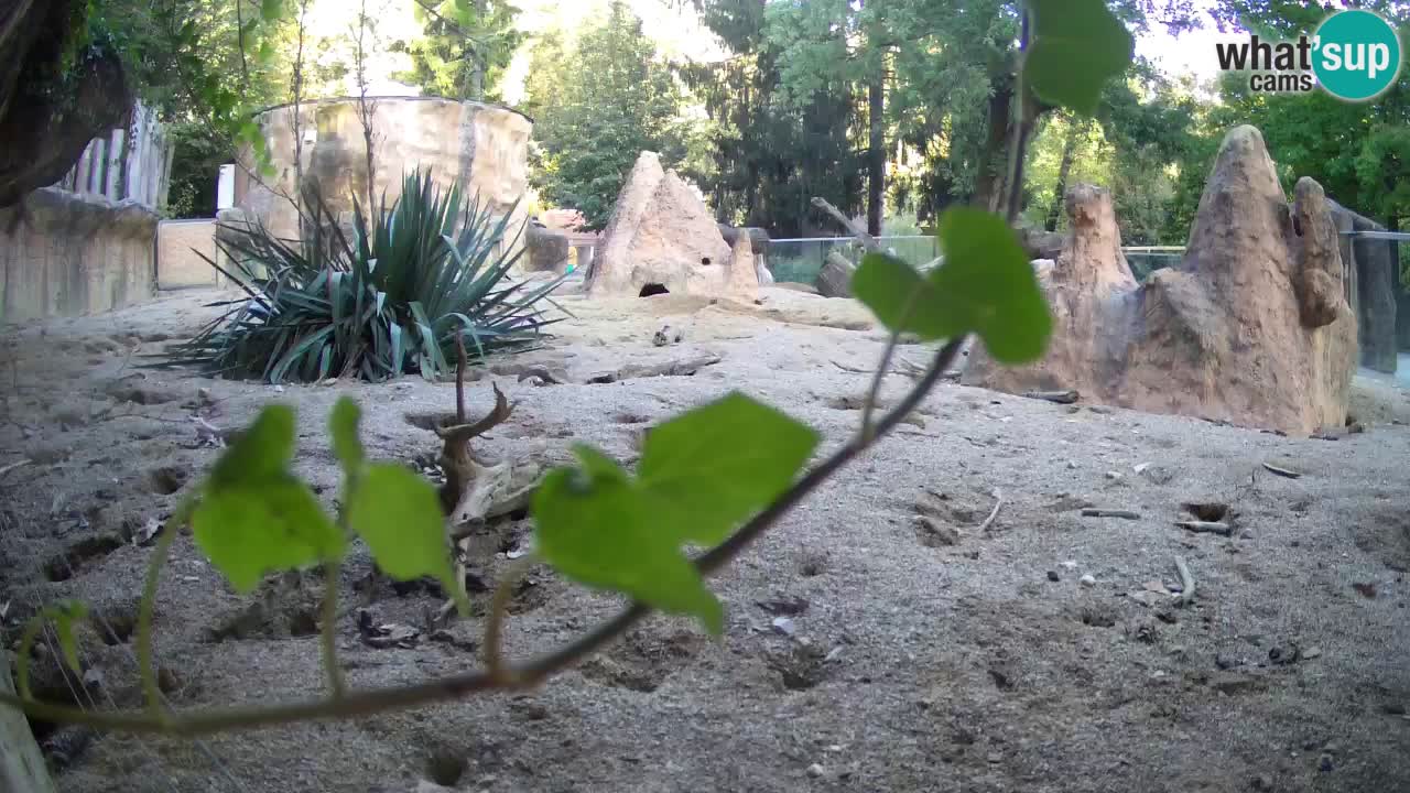 Zoo Ljubljana – Live webcam Meerkat (Suricata)