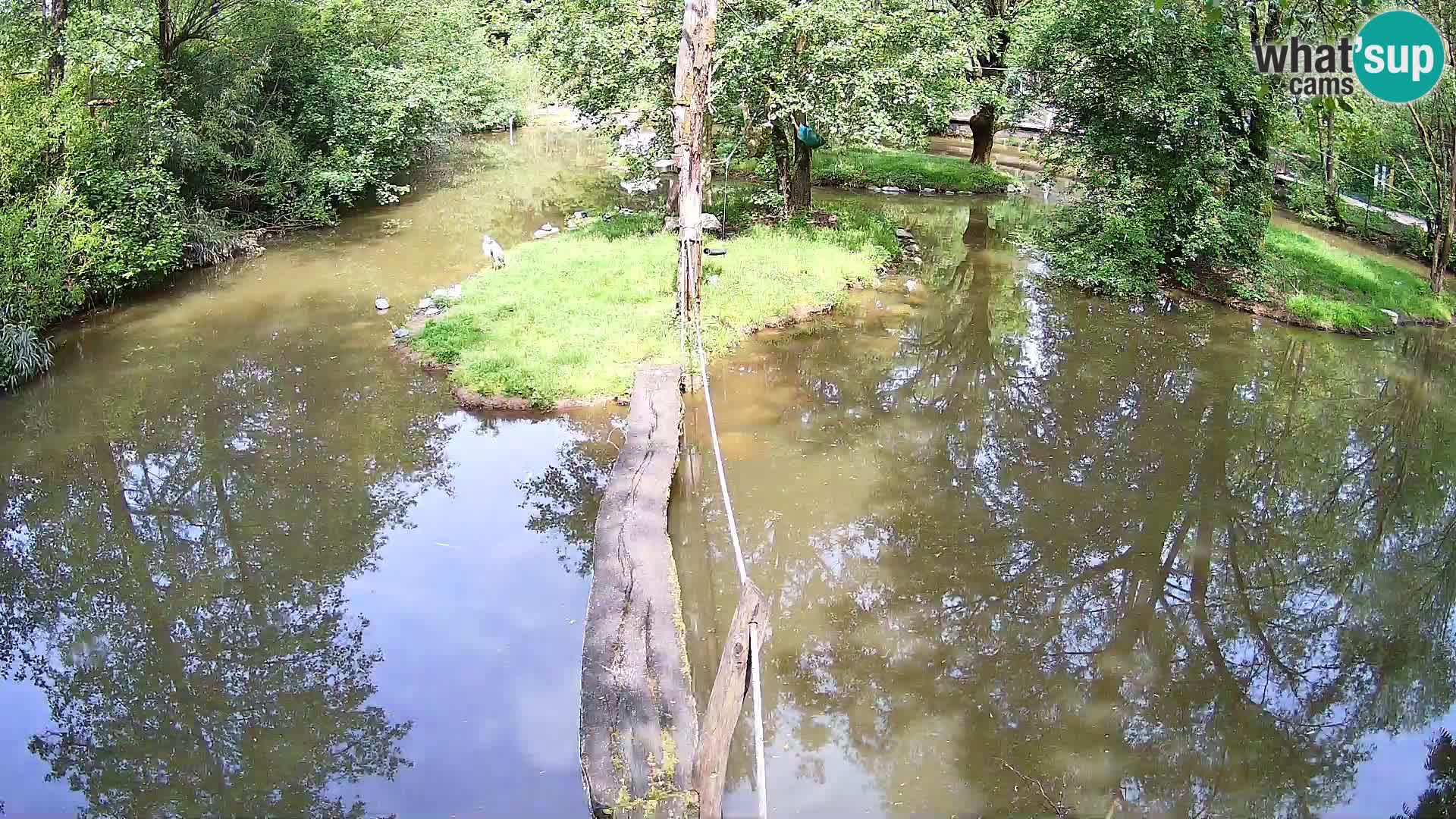 Navadni vari u živo – Ljubljana zoo
