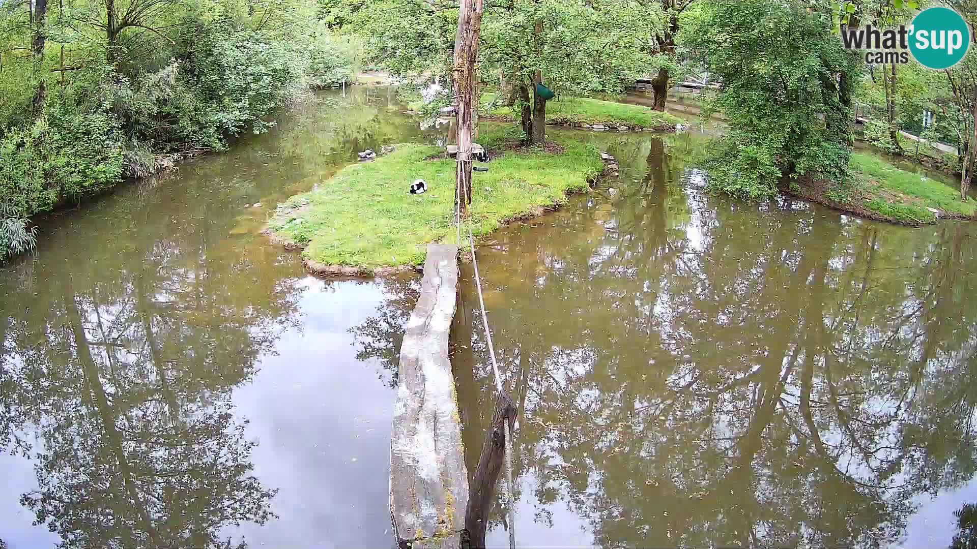 Vari bianconero Zoo Ljubljana webcam
