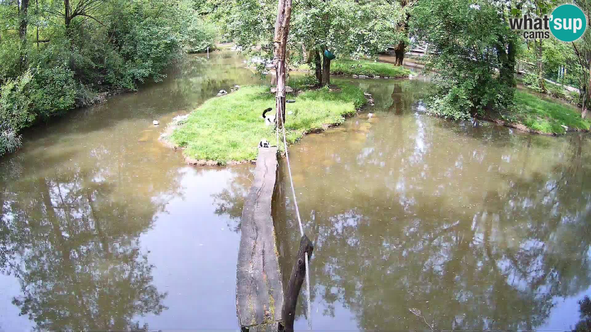 Navadni vari v živo – Ljubljana živalski vrt