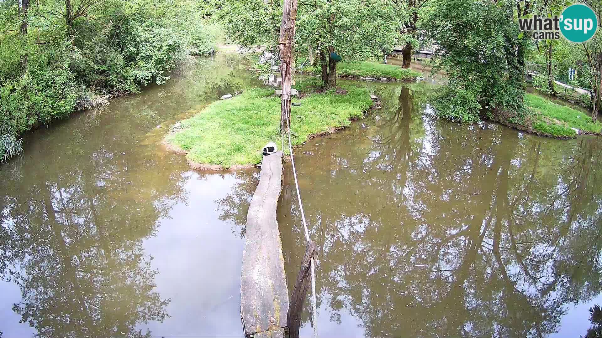 Lémur rufo blanco y negro – Ljubljana Zoo en vivo