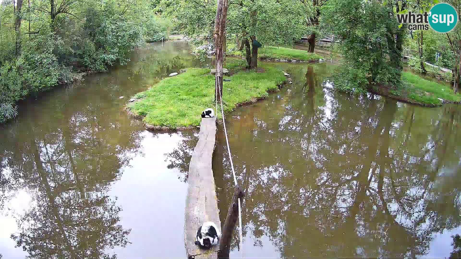 Black and white ruffed lemur Ljubljana Zoo live cam