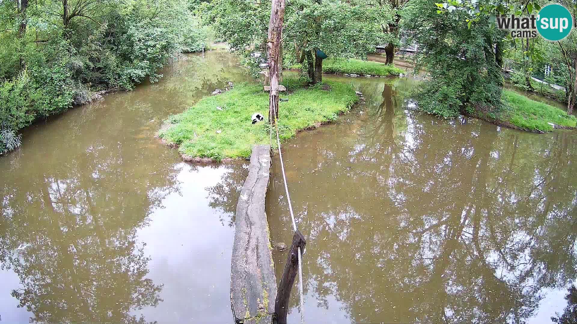 Navadni vari u živo – Ljubljana zoo