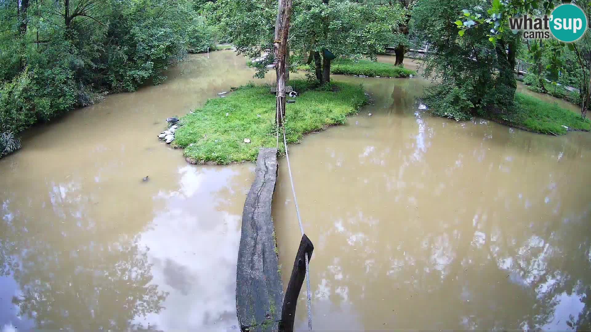 Schwarzweiße Vari Zoo Ljubljana webcam