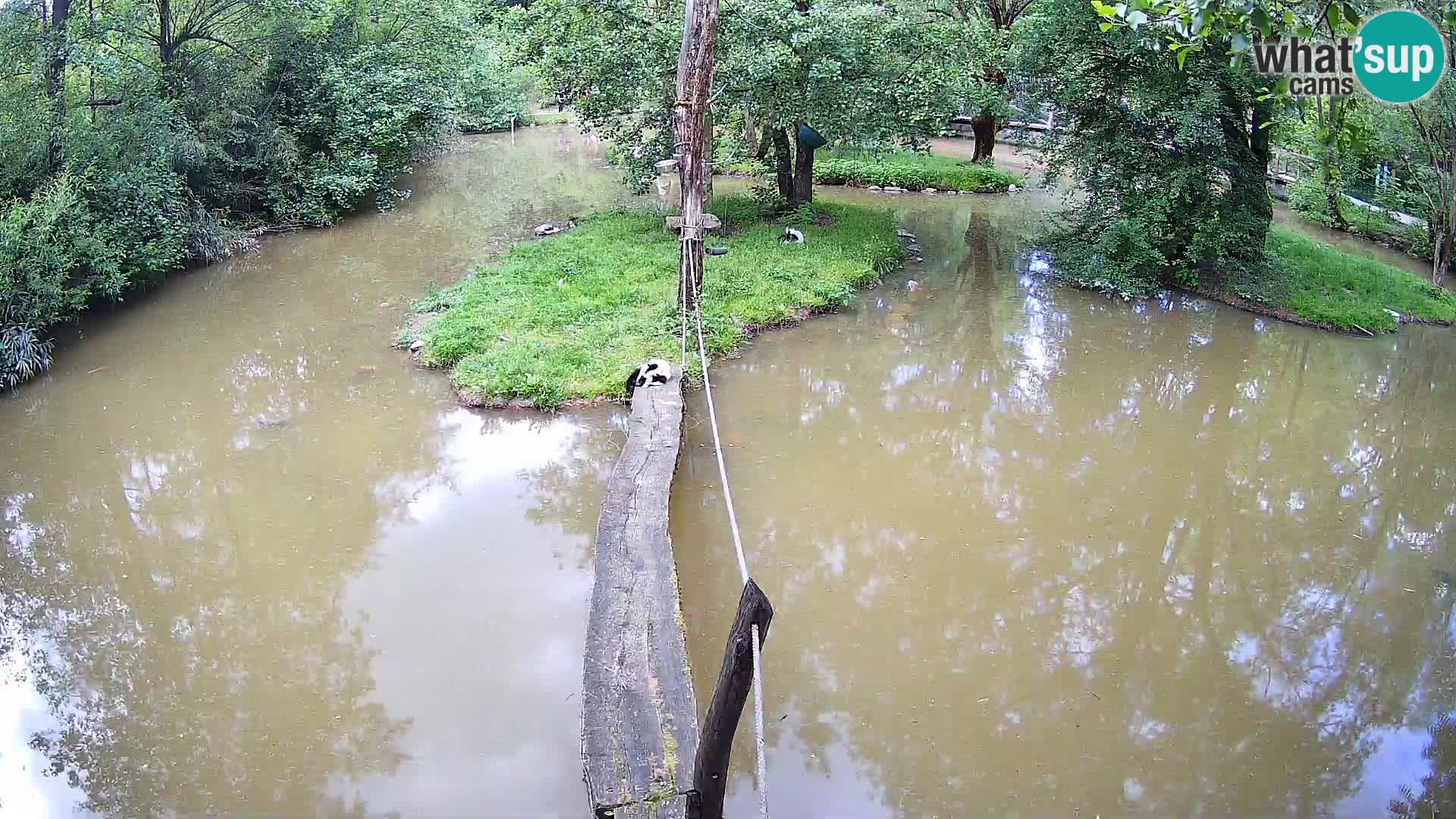 Schwarzweiße Vari Zoo Ljubljana webcam