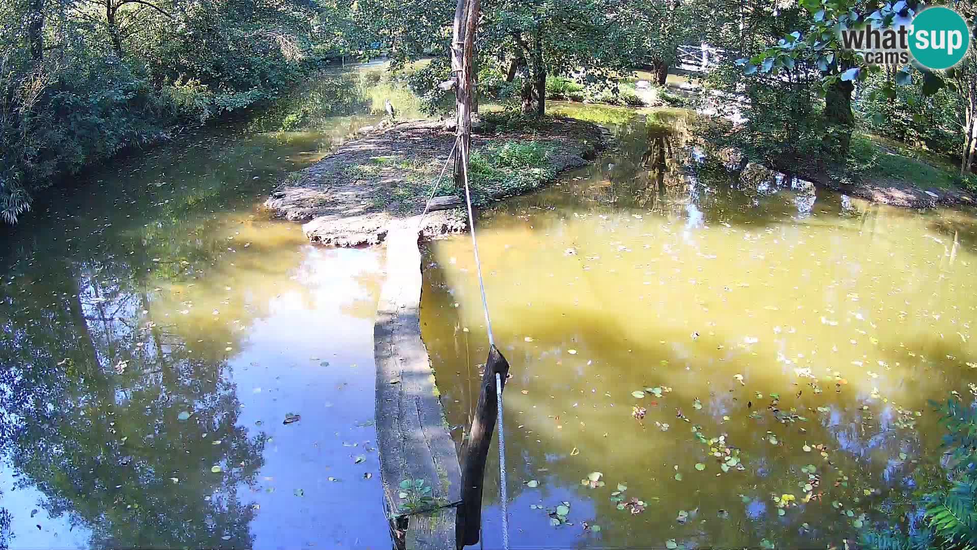 Vari noir et blanc – Ljubljana ZOO  livecam