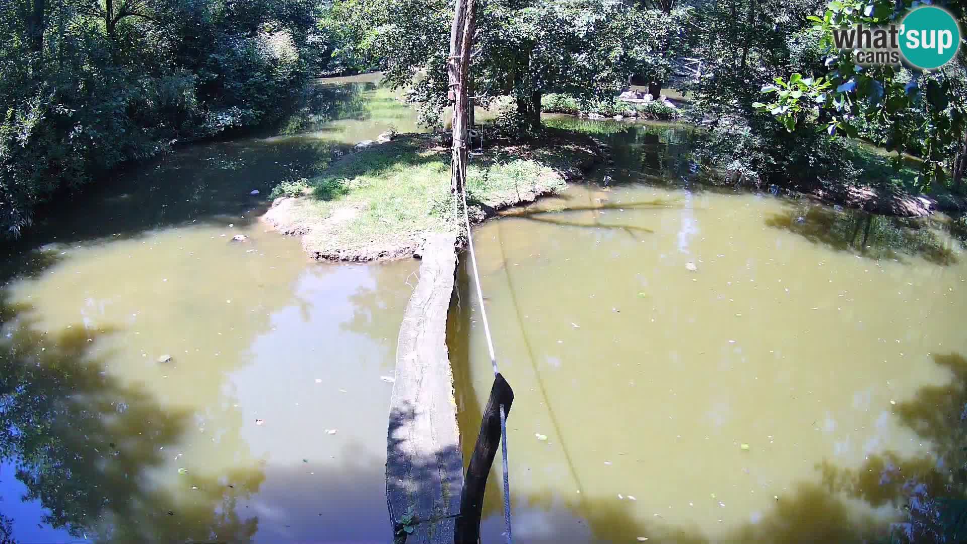 Vari noir et blanc – Ljubljana ZOO  livecam