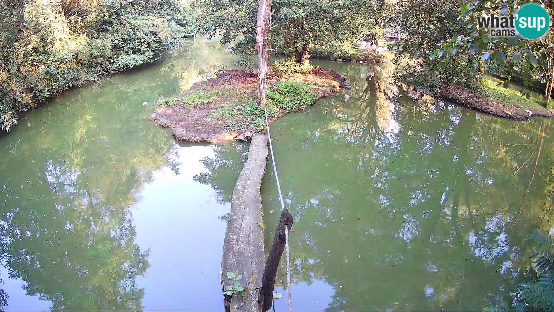 Schwarzweiße Vari Zoo Ljubljana webcam