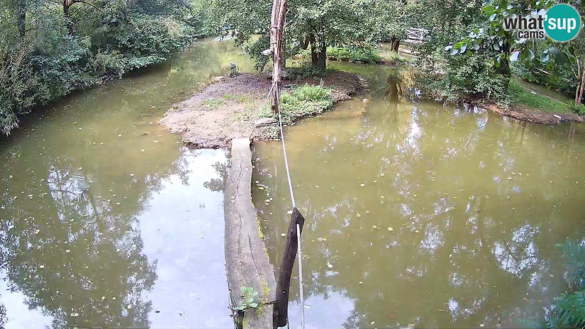 Navadni vari u živo – Ljubljana zoo