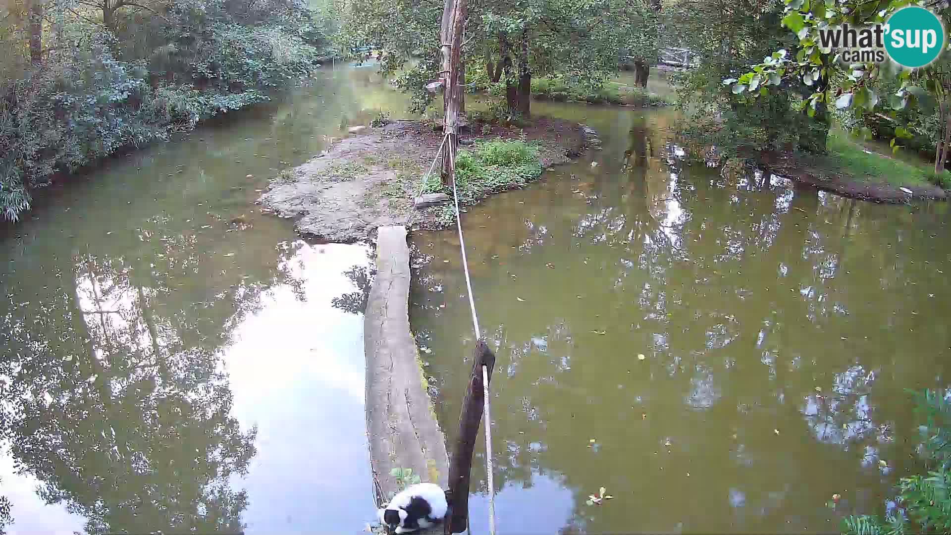 Black and white ruffed lemur Ljubljana Zoo live cam