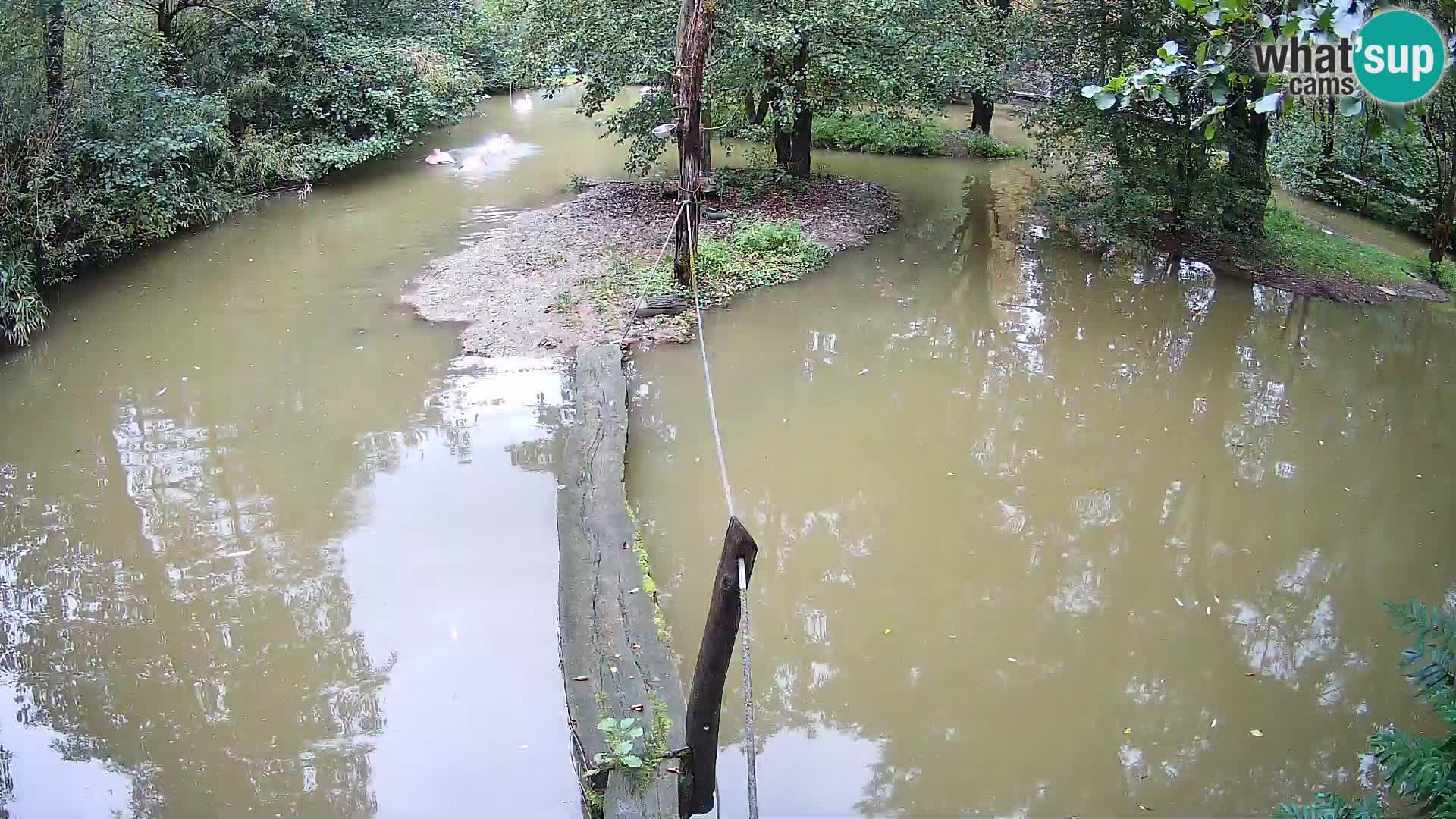 Schwarzweiße Vari Zoo Ljubljana webcam