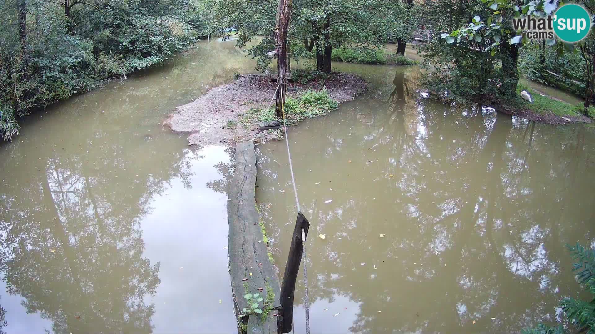 Vari noir et blanc – Ljubljana ZOO  livecam