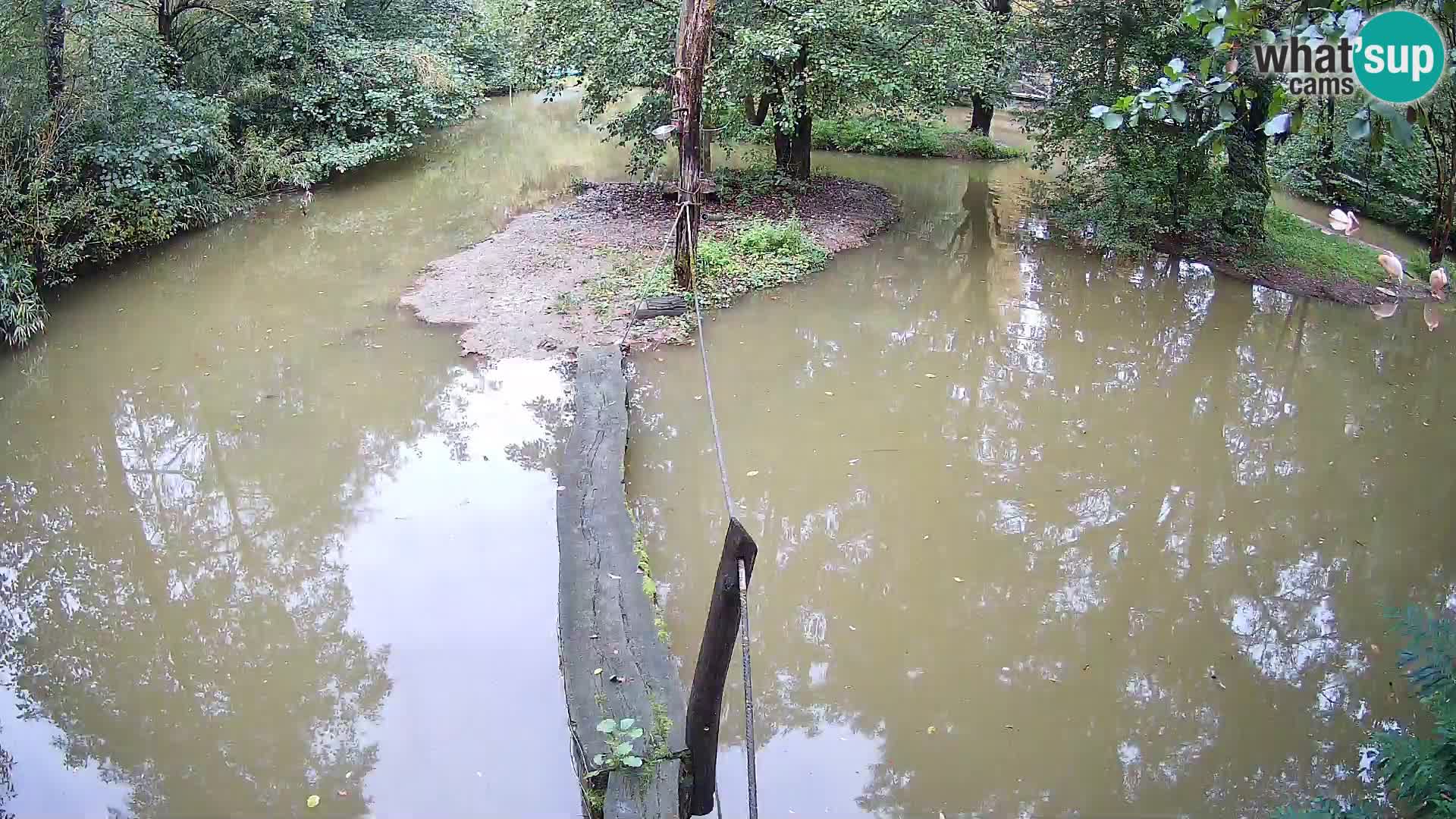 Vari bianconero Zoo Ljubljana webcam