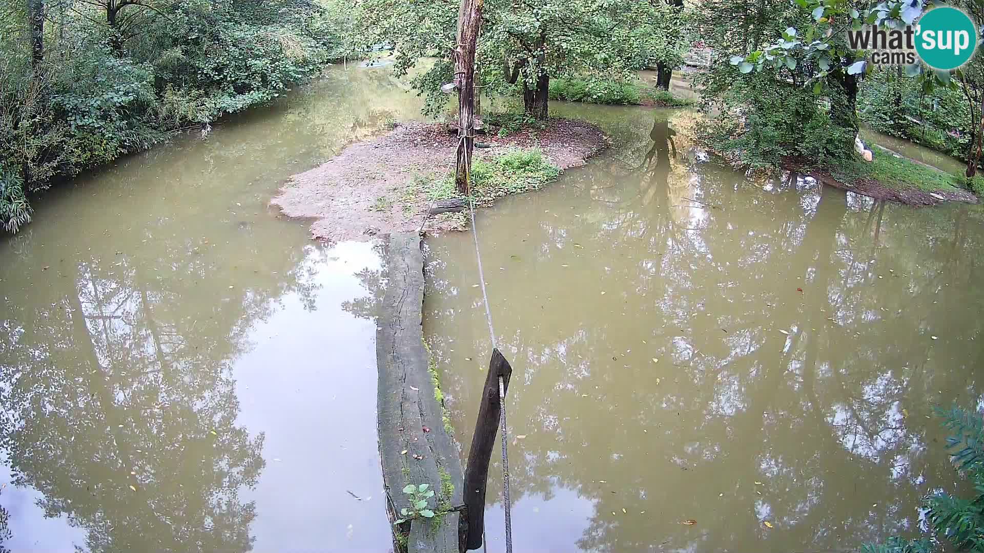 Lémur rufo blanco y negro – Ljubljana Zoo en vivo