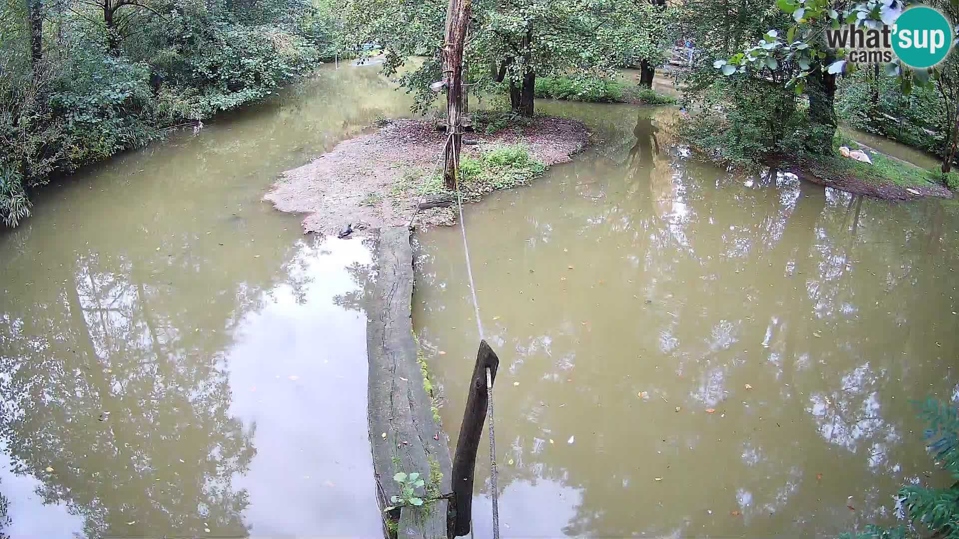 Navadni vari v živo – Ljubljana živalski vrt