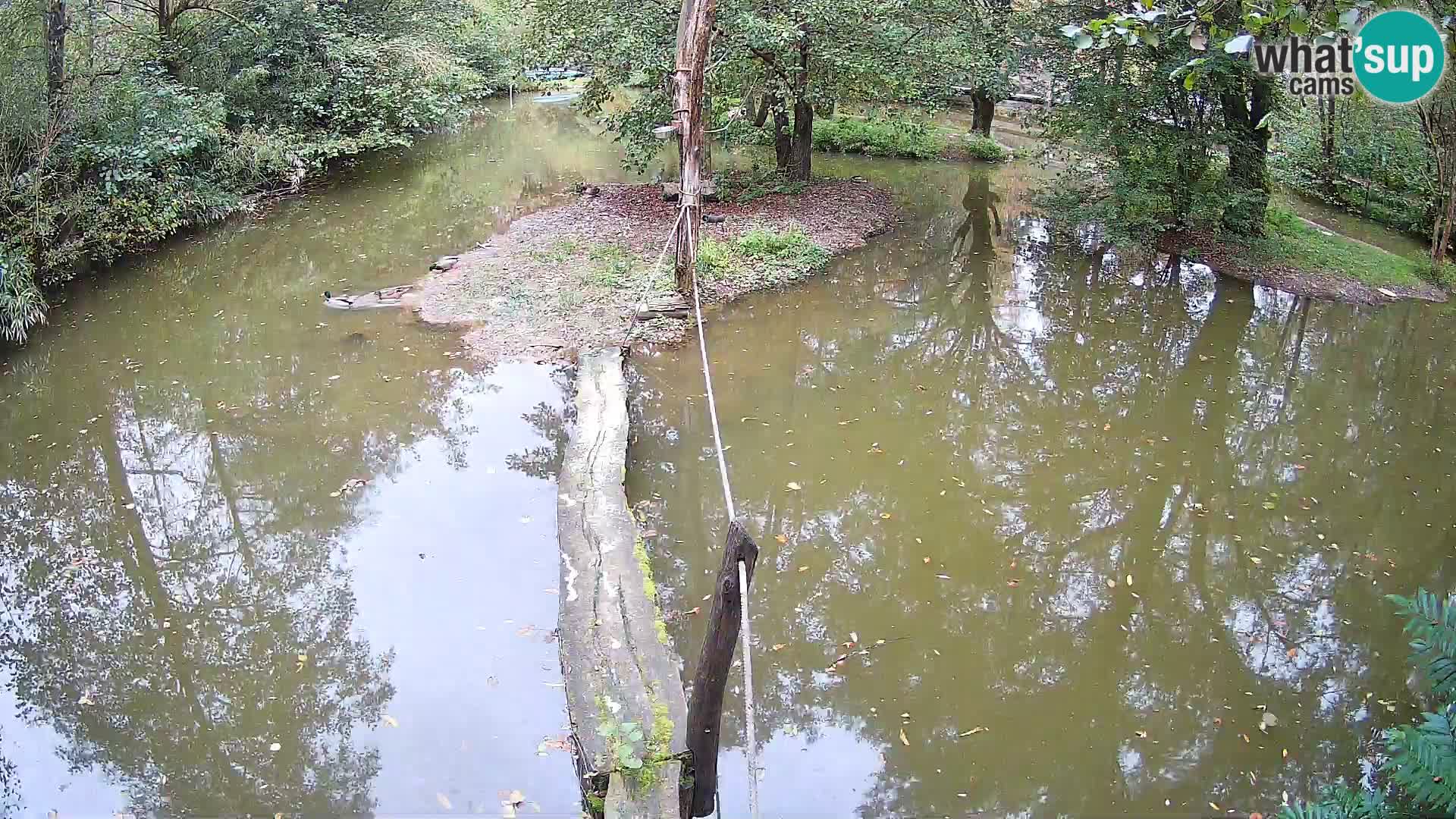 Vari bianconero Zoo Ljubljana webcam