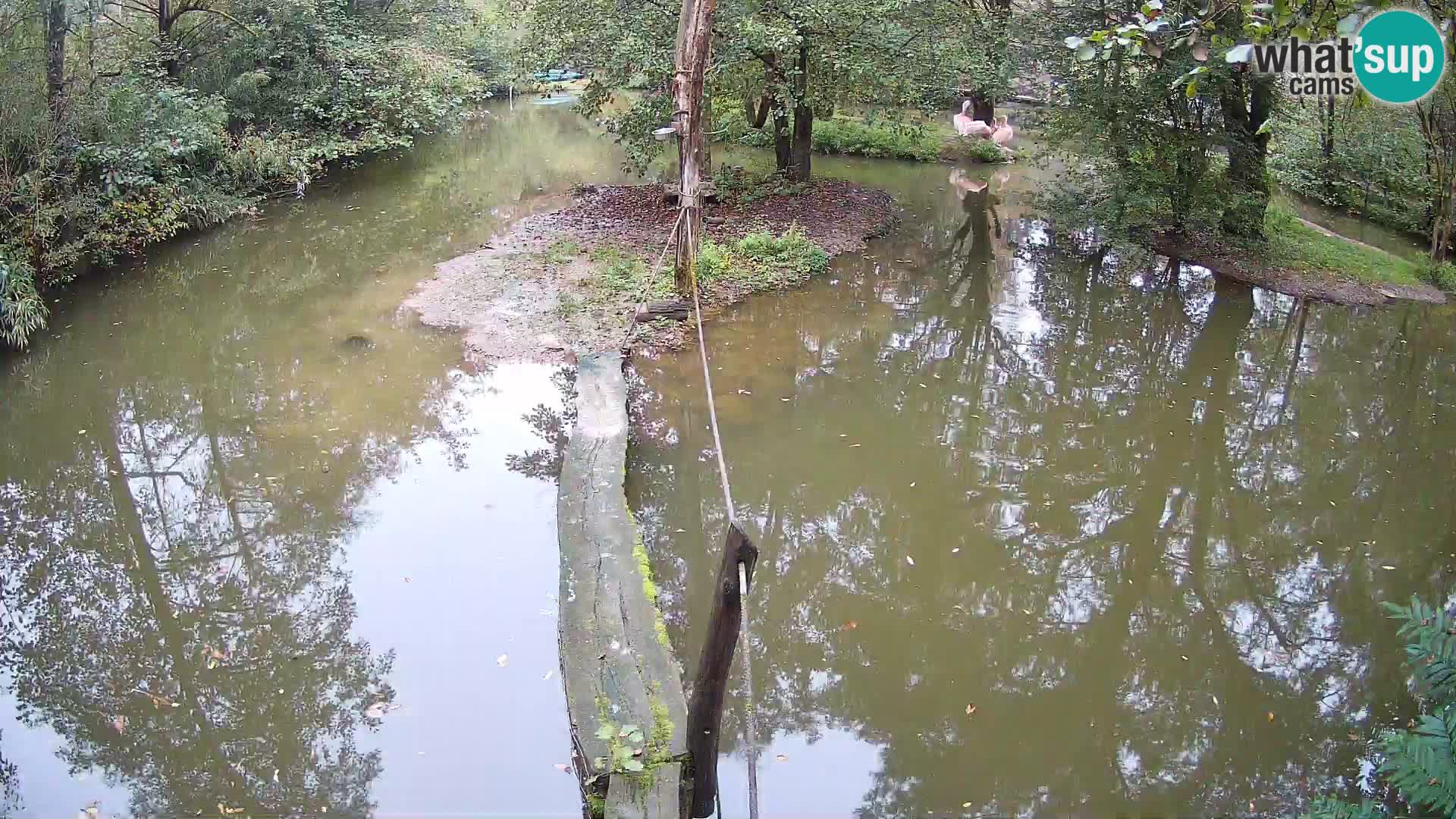 Lémur rufo blanco y negro – Ljubljana Zoo en vivo